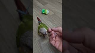 #코뉴어#누워#개인기