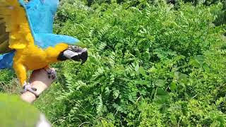 [앵무새 자유비행] Parrot FreeFlight 청금강 시월