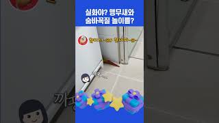 사람이야 새야… 숨바꼭질하는 앵무새 등장!ㅣ말 잘하는 앵무새 이겨울 ㅣ 코뉴어시나몬