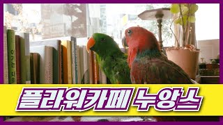앵무새 카페 나들이! 플라워카페 누앙스!