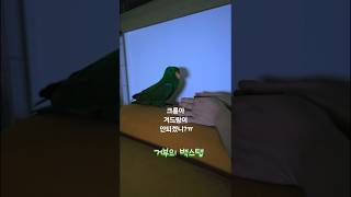 아기 뉴기니아 크롱이 재우기 feat.겨드랑이  #뉴기니아 #뉴기니아앵무 #뉴기니아앵무새 #parrot #birds #반려동물
