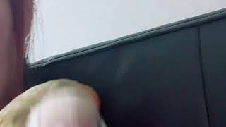 코뉴어 앵무새 안녕이랍니다~^^