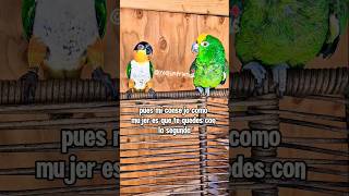 El inicio:☺️El final:#funnyanimals #humor #birdlovers #parrotlover #comedyshorts #talkingparrot #fy