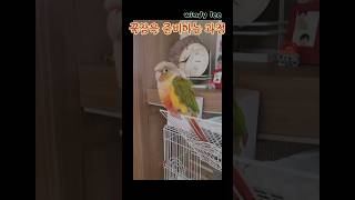 ▪︎주말꿀잠 #반려새 #반려조 #코뉴어앵무새 #파인애플코뉴어