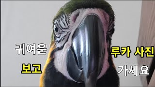 청금강앵무새 루카 사진 모음!!