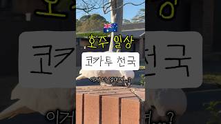 호주는 코카투 천국 #호주일상 #호주생활 #호주 #시드…