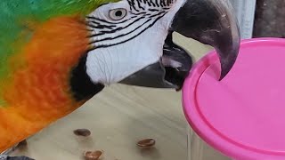 뚜껑을 열고 잣을 빼먹는 할리퀸마카우 마르코 #shor…