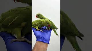 Cute parrots at our clinic for checkup  #petclinic #pets #animals #parrot #vetclinic #petlovers.