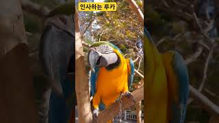 인사하는 귀여운 루카 #앵무새 #parrot #청금강 …