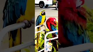 Gold Blue Red Green Macaw Hawa…