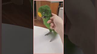 아마존 앵무새 특..