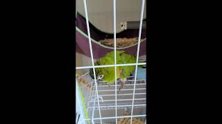 꽁패.앵무새.한스마카우.뽀미.한나.알통.임신.2022.…