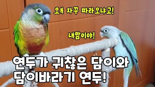 담이와 연두가 노는 방법!!#코뉴어앵무새#conureparrot#