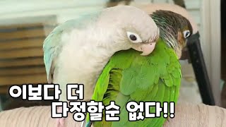 둘이라서 행복한 담이와 연두#코뉴어앵무새#conurep…