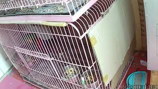 뉴기니아 와 마카우 뉴기니아 번식조 상애좋은 한쌍 - …