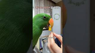 편식하는 앵무새 밥 먹이기 | 먹어보자!        …