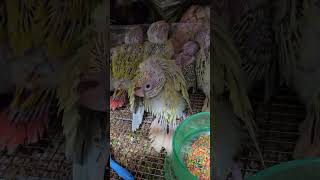 꼬물이 몸단장중 귀여워^^         #앵무새 #코뉴어 #이유조 # #parrot