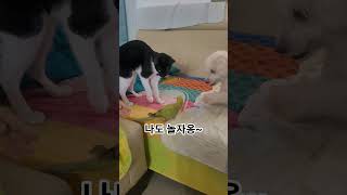 앵무새,푸들,고양이 #앵무새 #parrot #루티노퀘이커 #birds #길냥이구조 #cute #까치집