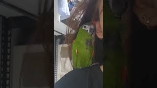 드라이는 싫지만 집사랑 떨어질수없어