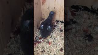 뉴기니아 와 마카우 뉴기니아 새끼 27일차 20190523 천둥 eclectus parrot baby 27days