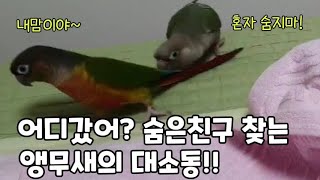 숨지말라고 꼬리물며 승질내는 앵무새 !!#코뉴어앵무새#conure#
