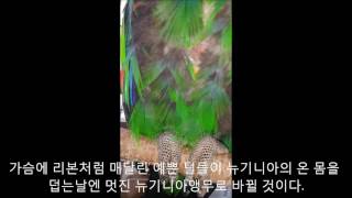 self injury Eclectus parrot th…