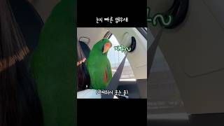 [지구] 눈치 빠른 앵무새 / 엄마가 왜 웃는지 알아요…