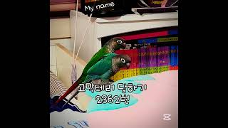 저 틱톡하는 데 누군지 맞쳐볼 사람? #사랑앵무 #코뉴…