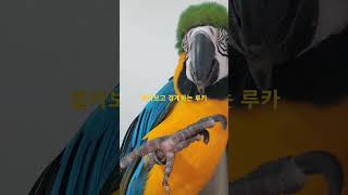 셀카보고 경계하는 루카 #청금강 #청금강앵무새 #마카우 #parrot #macaw #앵무새 #동물 #반려동물 #애완동물 #animal #루카 #산책