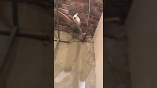 코카투 폴리 들썩들썩 - Cacatua sulpurea