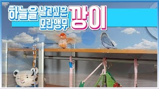 앵무새 깡이 날개짓