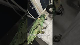 Jilet artık yok. Osman bir sür…