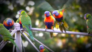 Rainbow Lorikeets at the Backyard Vlog 뒷뜰의 무지개 오색 앵무새들 브리즈번 裏庭の虹ロリキート