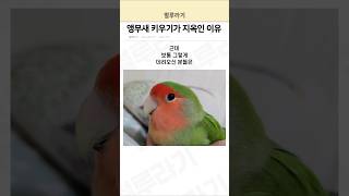 앵무새 키우기가 지옥인 이유