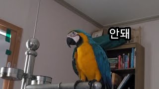 청금강앵무새 루카 짧게 찍어놓은 영상들