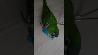 앵무새. 한스마카우. 이름: 루비 (다음 세상에서는 다…