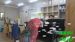 KakaoTalk 20250429 175356434 mp4땅콩말문/뉴기니아말문트임/앵무새첫말/eclectus parrot