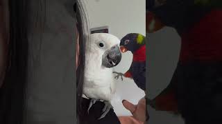 형제의난. #코카투 #로리 #앵무새