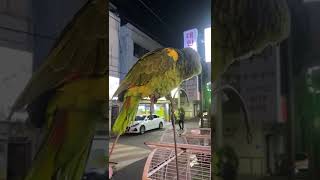 한잔해 부르는 앵무새!! 바이브레이션 대박ㅋㅋ.. 원곡: 박군-한잔해