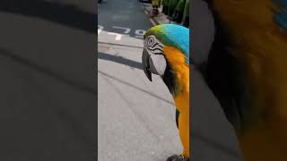 루카의 다양한 안녕 #shorts #청금강