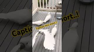 Cockatoo Ring: A Natural Pheno…