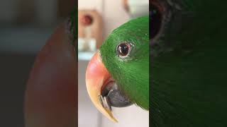앵무새 해씨 까먹기 초근접 영상