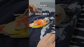 같은 앵무새 다른 성격     #코뉴어 #앵무새 #앵집사  #그린칙 #옐로우사이드 #썬칙 #집사 #반려동물 #conure #parrot #greencheek #pets #앵무새성격