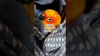 자장가가 아닌것을 써니도 아는것 같아요!  #썬코뉴어 …