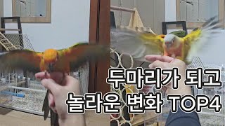 앵무새 두 마리를 키우면 이렇게 달라진다?! 놀라운 변화 TOP 4