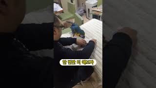 청금강 앵무새 카드 찾기 트릭훈련 버드스쿨 분양문의 01089027477(오후 1시 이후 통화 가능합니다.)