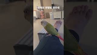 상해죄 현행범 앵무새 #parrot #birds #반려…