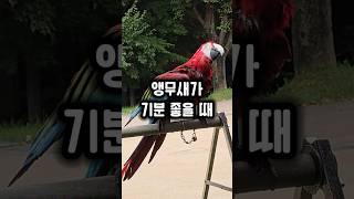 목욕 후 기분 좋음을 온몸으로 표현하는 앵무새 #좋아좋…