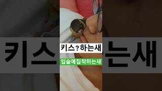입술에집착?코뉴어만그러나요#퀘이커 #parrot #모란…