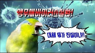 앵무새바이러스질환! 속설들을 파헤쳐보자!(with 앵무새수의사쌤)